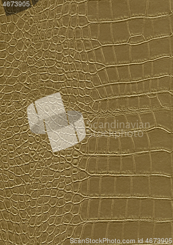 Image of reptile skin surface