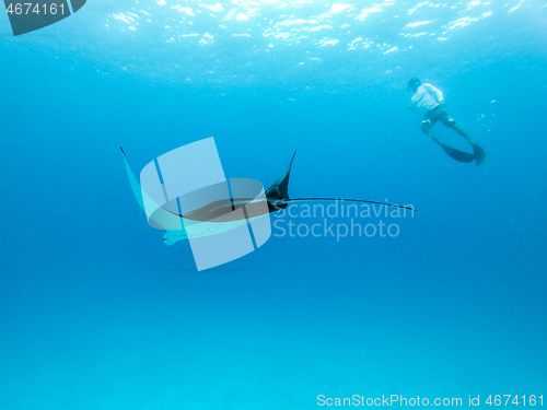 Image of Underwater view of hovering Giant oceanic manta ray, Manta Birostris , and man free diving in blue ocean. Watching undersea world during adventure snorkeling tour on Maldives islands.