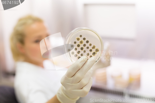 Image of Scientist growing bacteria in petri dishes on agar gel as a part of scientific experiment.