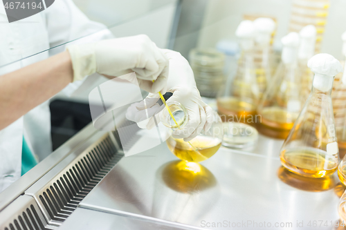 Image of Female scientist working with bacteria in laminar flow at corona virus vaccine development laboratory research facility.