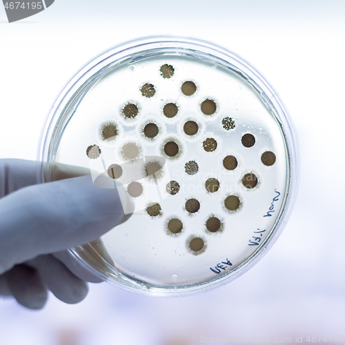 Image of Scientist growing bacteria in petri dishes on agar gel as a part of scientific experiment.