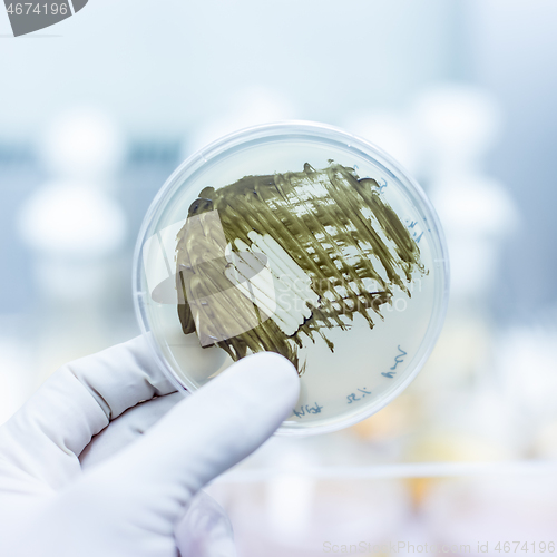 Image of Scientist growing bacteria in petri dishes on agar gel as a part of scientific experiment.