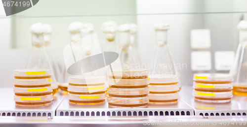 Image of Cell culture samples on LB agar medium in petri dishes and Erlenmeyer flask in laminar flow. Agar plates are used by biologists to culture cells, mold, fungi, bacteria or small moss plants