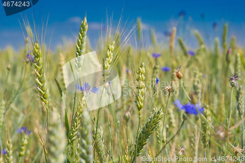 Image of Barley field with cornflowers
