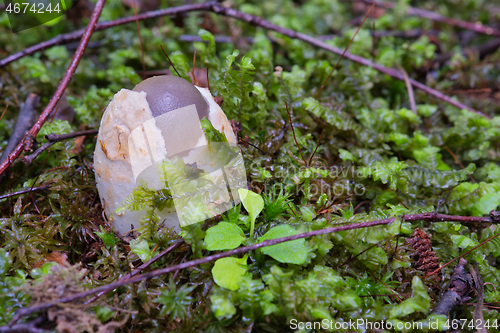 Image of Amanita vaginata