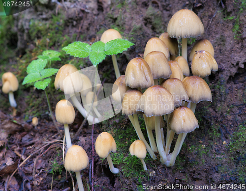 Image of Mushroom Mycena grown on an old rotten stump