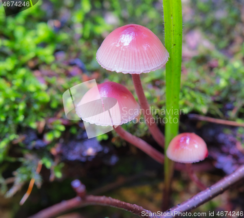 Image of Mushroom Mycena grown on an old rotten stump