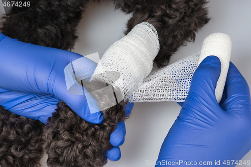 Image of The vet bandages the wound on the dog's paw.