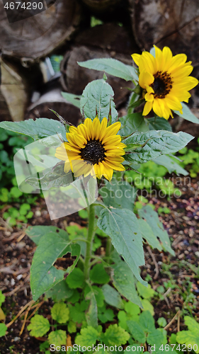 Image of Two small blooming sunflowers.