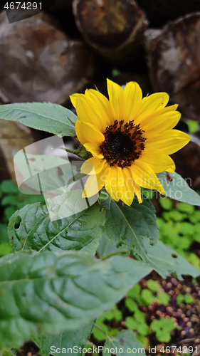 Image of Small blooming sunflower.