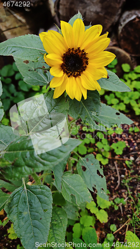 Image of Small blooming sunflower.