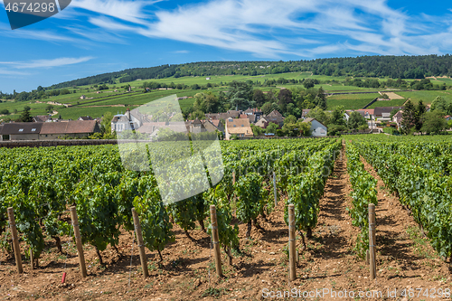 Image of View of in the vineyard in Burgundy Bourgogne home of pinot noir and chardonnay in summer day with blue sky. Cote d\'Or
