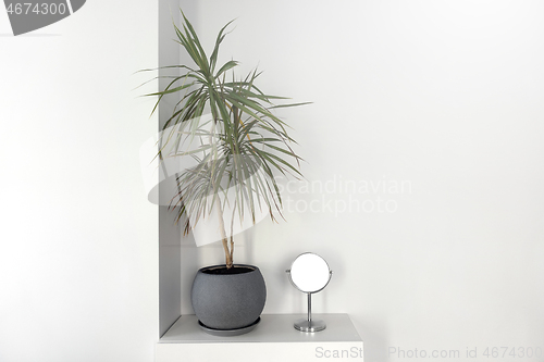 Image of Home interior bush dracaena and mirror