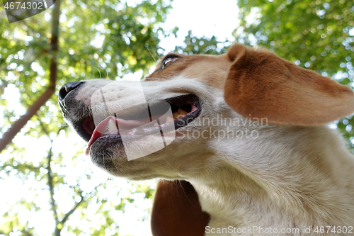 Image of Funny dog from the bottom