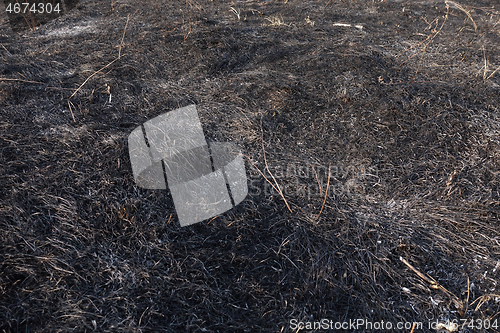 Image of Forest Fire Aftermath