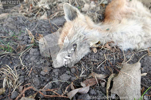 Image of Dead fox after the forest fire