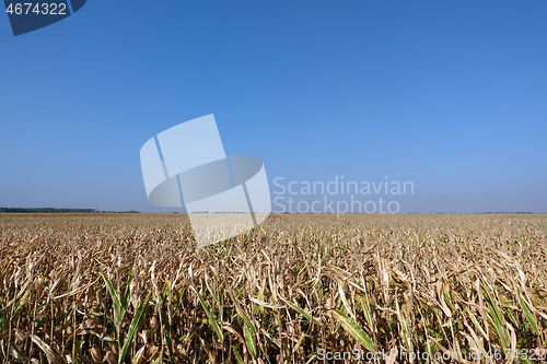 Image of Corn field with blue sky