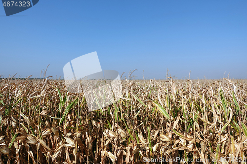 Image of Corn field with blue sky