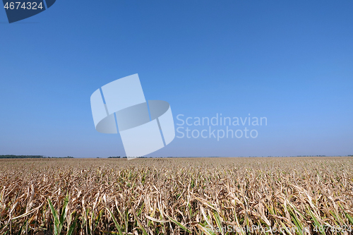 Image of Corn field with blue sky