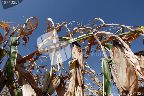 Image of Corn field with blue sky