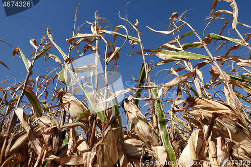 Image of Corn field with blue sky