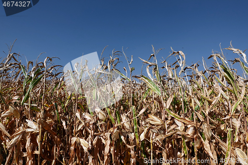 Image of Corn field with blue sky