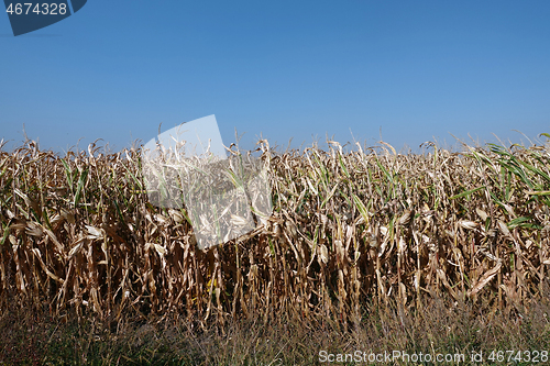 Image of Corn field with blue sky