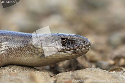 Image of european slow worm portrait