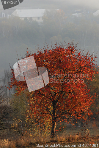 Image of red tree in autumn season