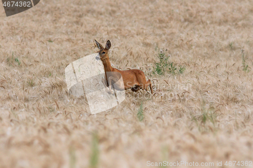 Image of roe deer doe running in wheat field