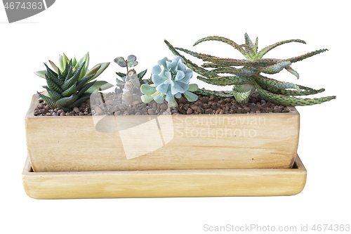 Image of succulents planted in ceramic pot 