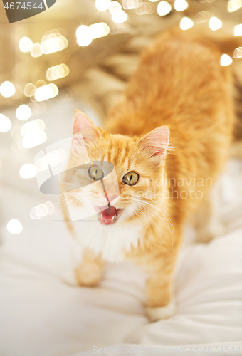 Image of red tabby cat mewing in bed at home