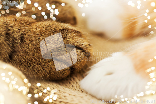 Image of close up of paws of two cats on blanket