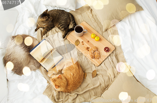 Image of two cats lying on blanket at home in autumn