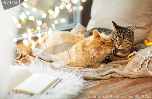 Image of two cats lying on window sill with blanket at home