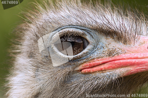 Image of detail of common ostrich head