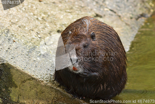 Image of tranquil coypu at an animal park