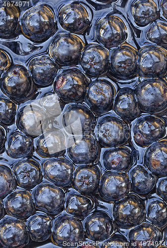 Image of Aronia Melanocarpa Background