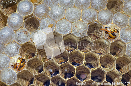 Image of Hatching European Hornet Vespa Crabro