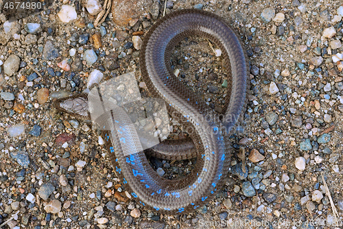 Image of colorful Anguis colchica male