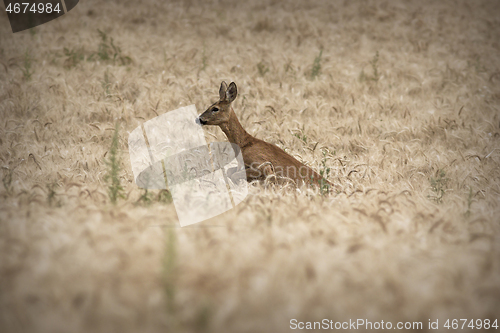 Image of roe deer doe jumping in wheat field