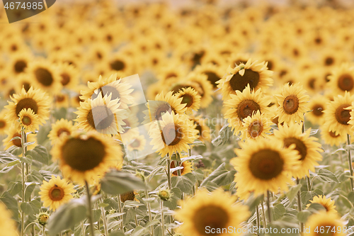 Image of sunflower textural field view