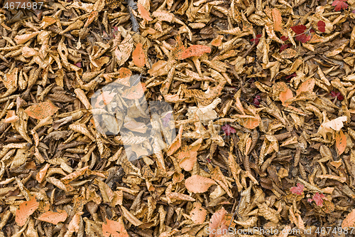 Image of textured natural leaf cover in autumn