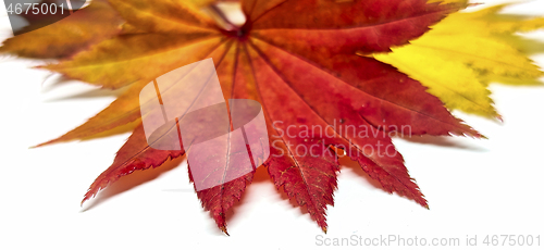 Image of Colored leaf in autumn