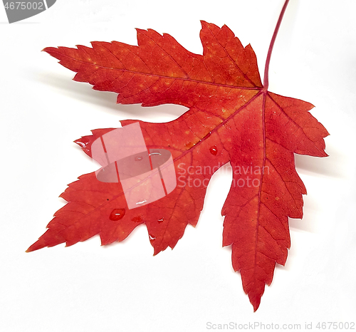 Image of Colored leaf in autumn