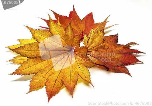 Image of Colored leaf in autumn