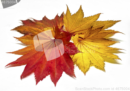 Image of Colored leaf in autumn