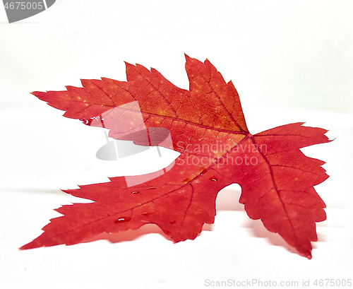 Image of Colored leaf in autumn