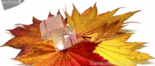 Image of Colored leaf in autumn