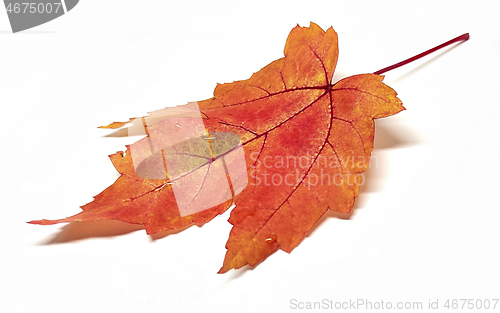 Image of Colored leaf in autumn